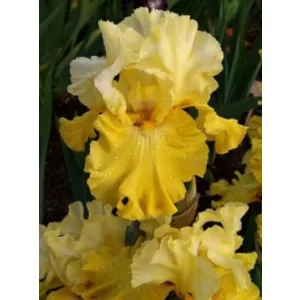 Iris germanica Magic Duo