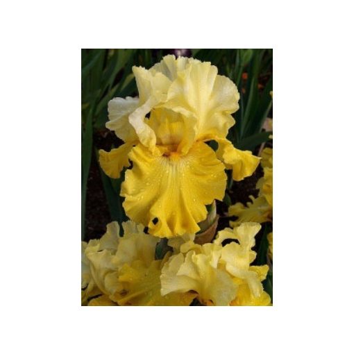 Iris germanica Magic Duo
