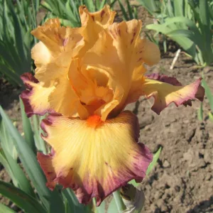 Iris germanica Marching Band