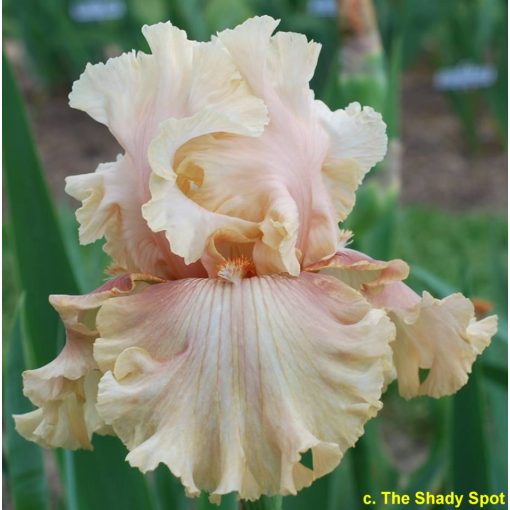 Iris germanica Maries Love