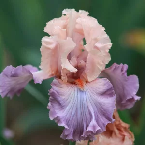 Iris germanica Marrying Kind