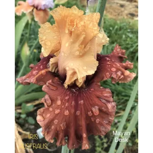 Iris germanica Mayan Dusk