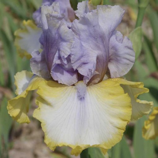 Iris germanica Mayan Sunrise