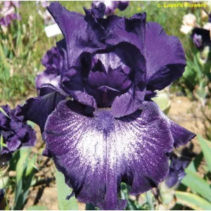 Iris germanica Midnight Rain