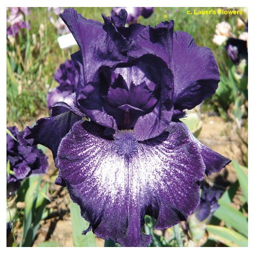 Iris germanica Midnight Rain