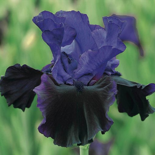 Iris germanica Midnight Treat