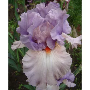 Iris germanica Modern Woman
