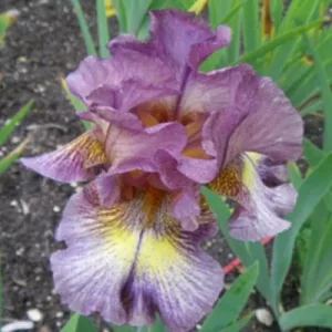 Iris germanica Moonlight Sketch