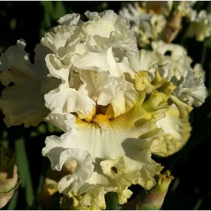 Iris germanica Moonstone