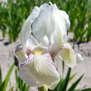 Iris germanica Mrs Horace Darwin