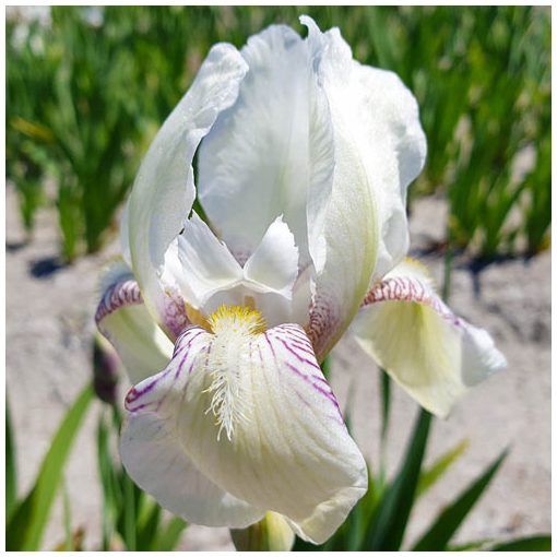 Iris germanica Mrs Horace Darwin