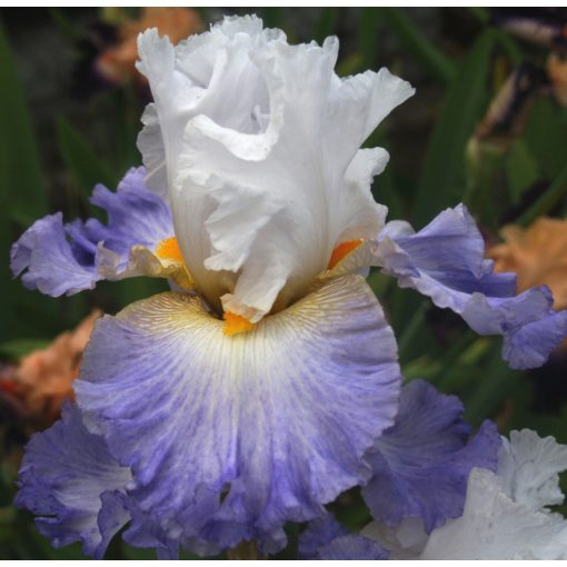 Iris germanica Mumlava