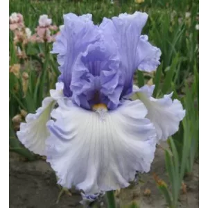 Iris germanica Never Been Kissed