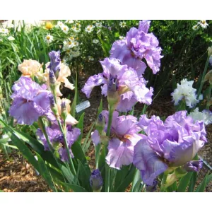 Iris germanica New Perspective