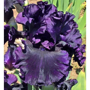 Iris germanica Noble Gesture