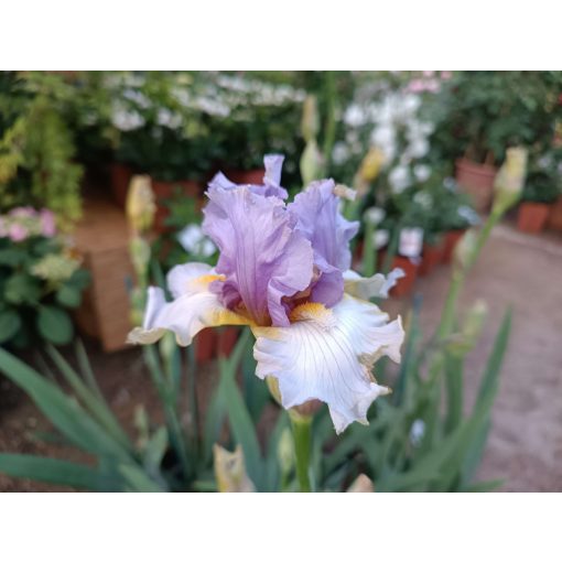 Iris germanica Now Playing