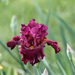 Iris germanica Obsessed