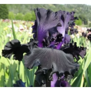 Iris germanica One More Night