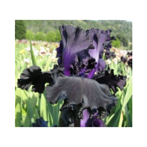 Iris germanica One More Night