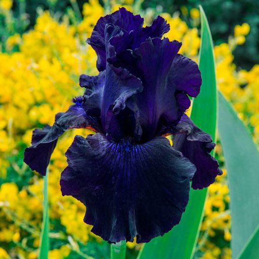 Iris germanica Ozark Rebounder