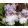 Iris germanica Paris Fashion
