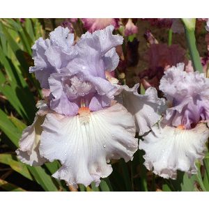 Iris germanica Paris Fashion