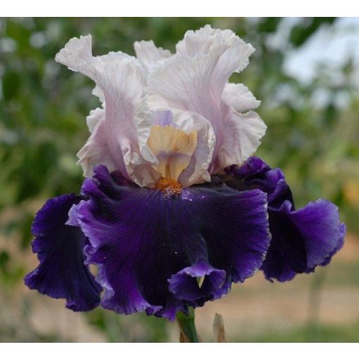 Iris germanica Paris Option