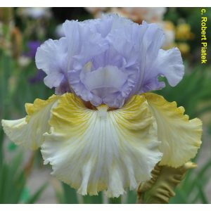 Iris germanica Partys Over