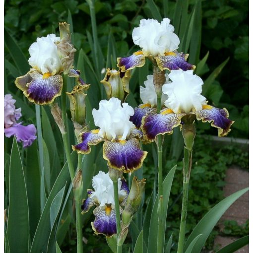 Iris germanica Patchwork Puzzle