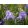 Iris germanica Perpetual Joy