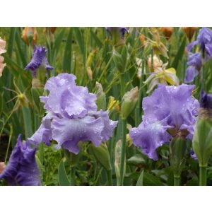 Iris germanica Perpetual Joy