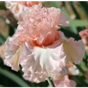 Iris germanica Picture Book