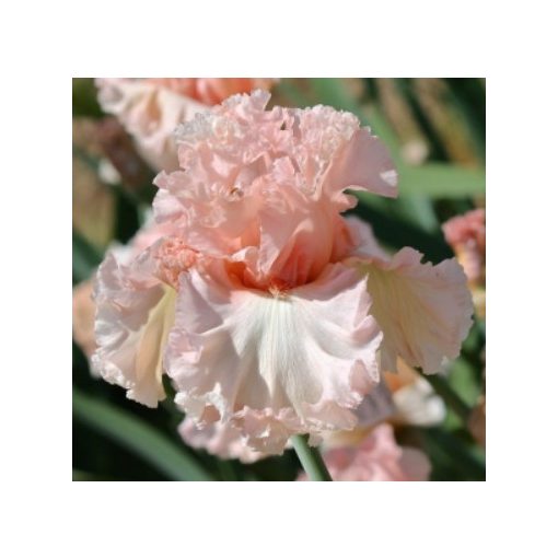 Iris germanica Picture Book