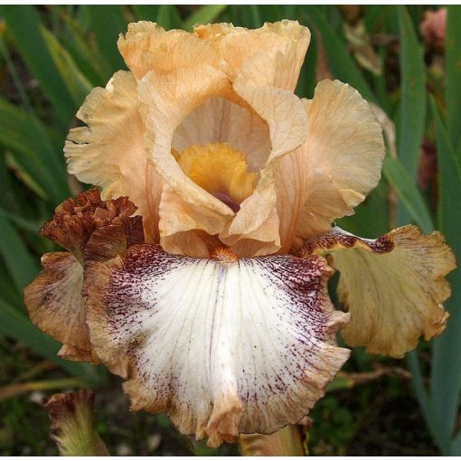 Iris germanica Picture in Picture