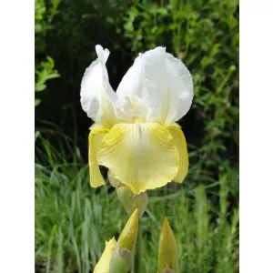 Iris germanica Pinnacle