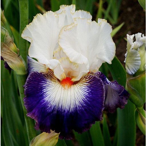 Iris germanica Pirates Smile