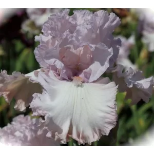 Iris germanica Poem of Love