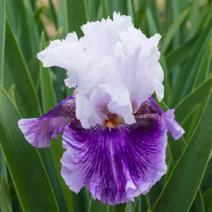 Iris germanica Pop Music