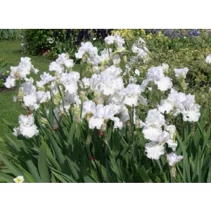 Iris germanica Porcelain Angel