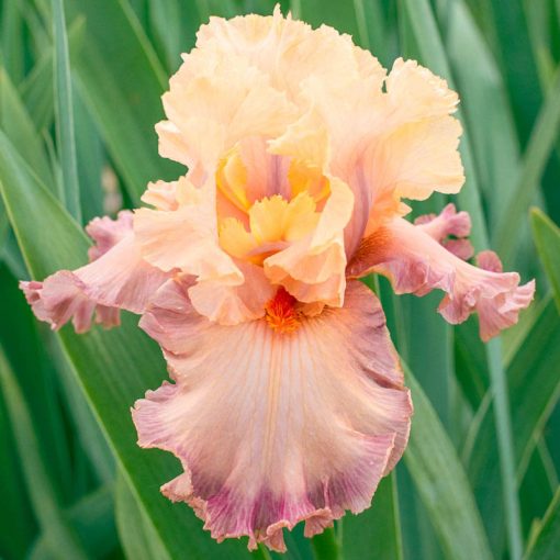 Iris germanica Poster Girl