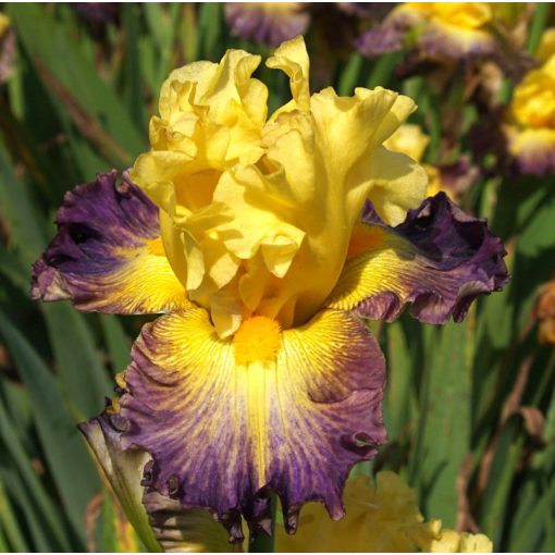 Iris germanica Purple and Gold