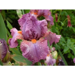 Iris germanica Ravenous