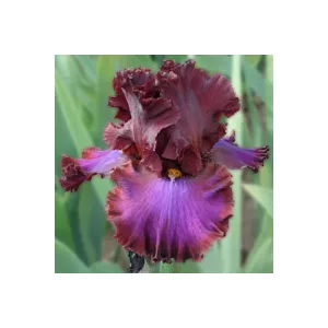 Iris germanica Red Handed