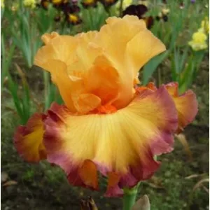 Iris germanica Ringtone