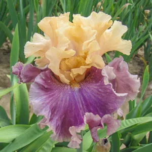 Iris germanica Roaring Twenties