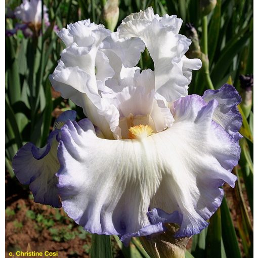 Iris germanica Round of Applause