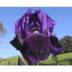 Iris germanica Royal Knight