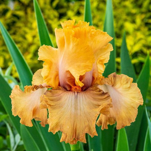 Iris germanica Rubensque