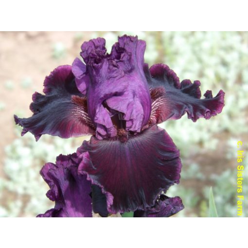 Iris germanica Ruby Royal