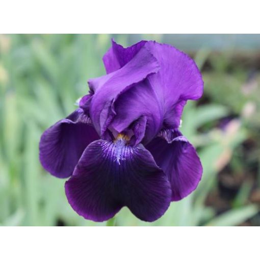 Iris germanica Sable